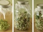 sprouts5