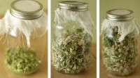 sprouts5