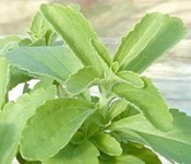 stevia1