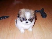 Angry1