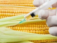 corn documentary