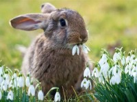 bunny
